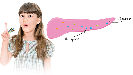 Дитина з вказівним пальцем, спрямованим угору, і зображення підшлункової залози з ферментами