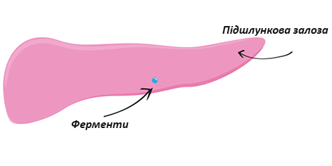 Why is pancreas so important when it comes to good food?